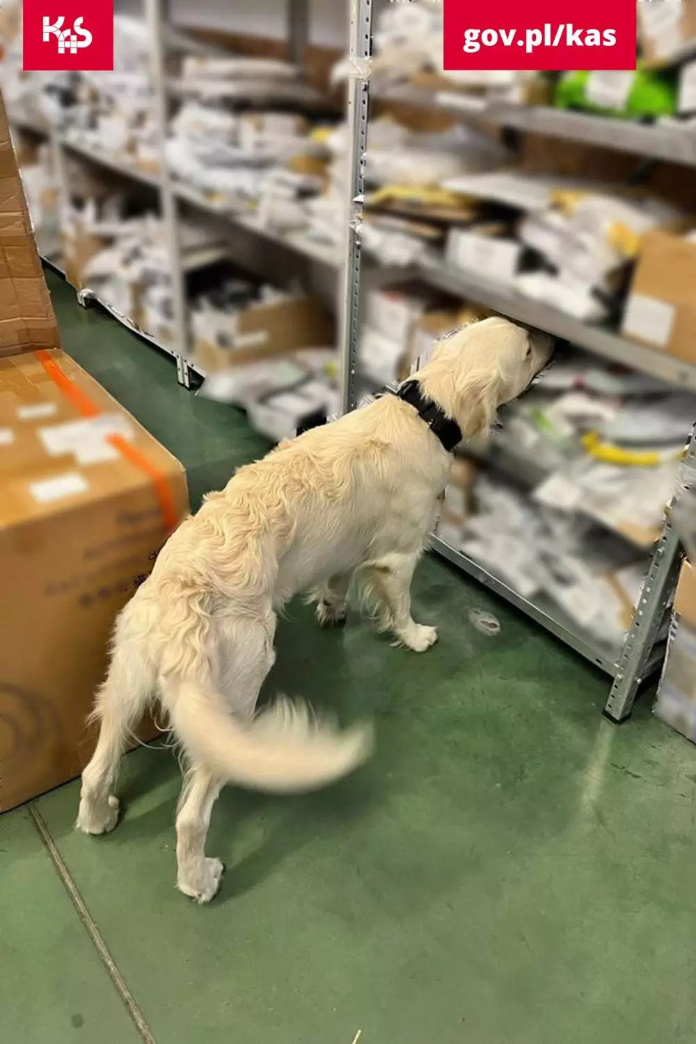 Narkotyki w przesyłkach pocztowych na zabrzańskiej sortowni. Znaleziono 0,5 kg marihuany