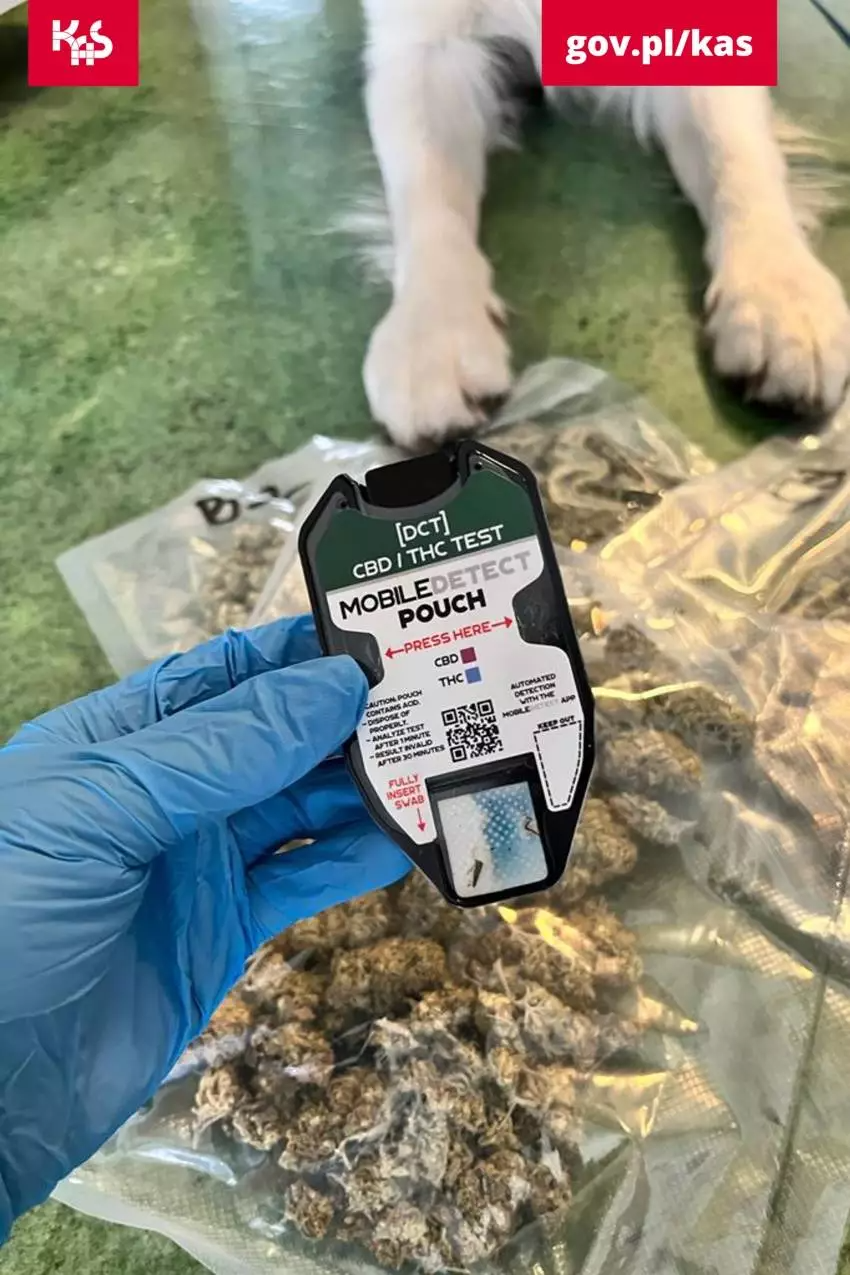 Narkotyki w przesyłkach pocztowych na zabrzańskiej sortowni. Znaleziono 0,5 kg marihuany