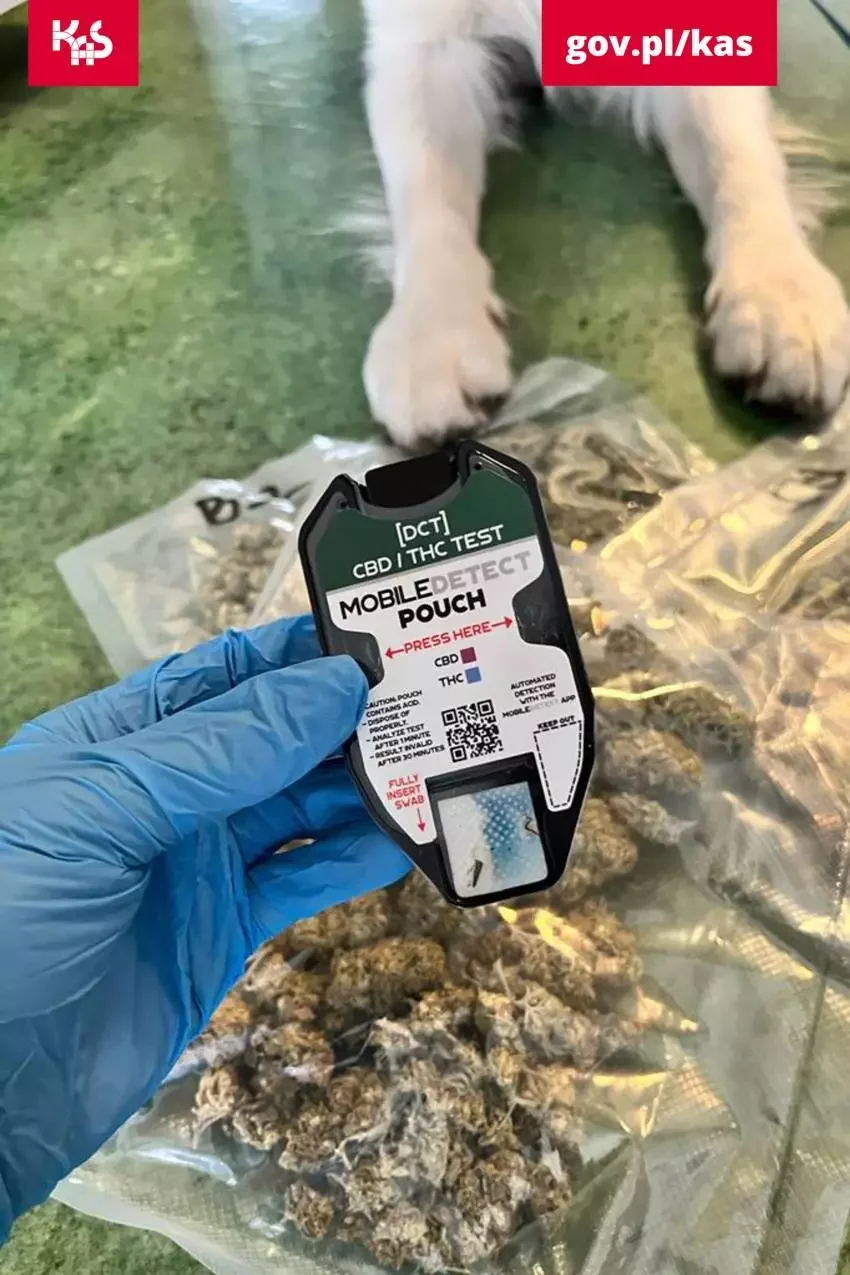Narkotyki w przesyłkach pocztowych na zabrzańskiej sortowni. Znaleziono 0,5 kg marihuany