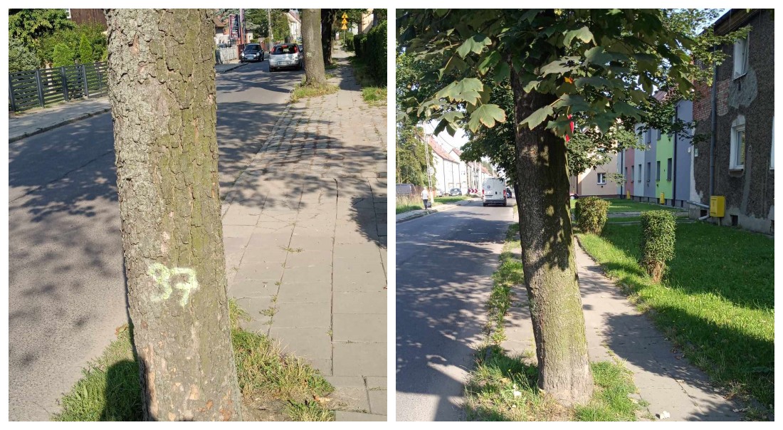 Zabrze: Miasto planuje wyciąć 50 drzew na ul.11 Listopada. Społecznicy chcą zmiany decyzji