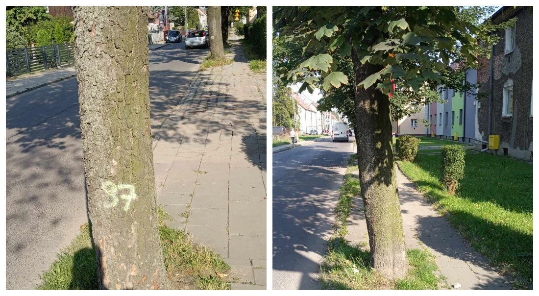 Zabrze: Miasto planuje wyciąć 50 drzew na ul.11 Listopada. Społecznicy chcą zmiany decyzji