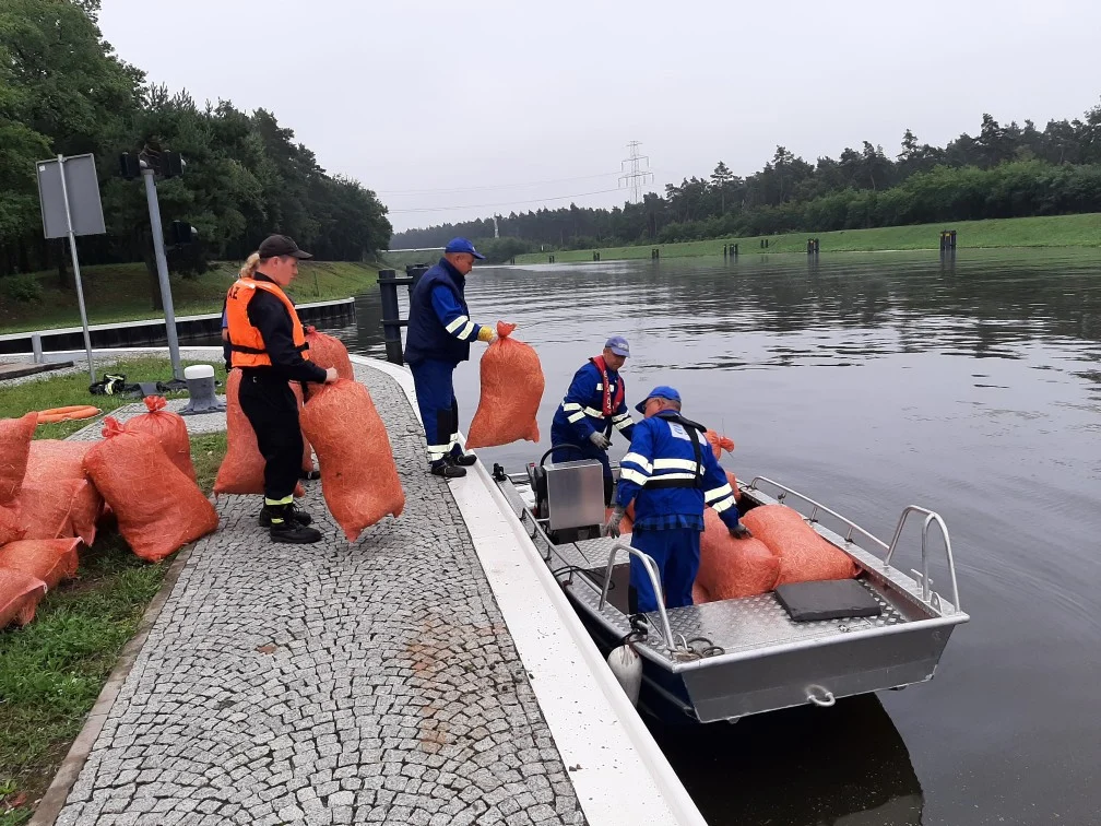 Śnięte ryby w Kanale Gliwickim. Wody Polskie interweniują