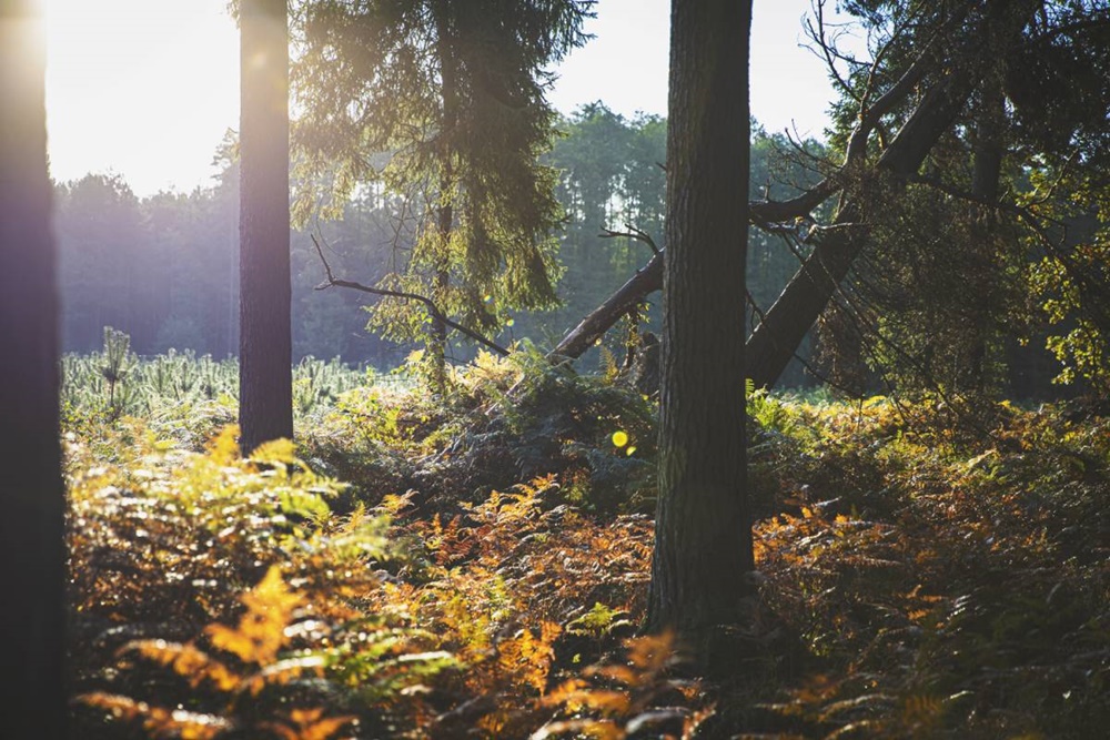 Jedzenie a lasy. Spotkanie Polskiego Klubu Ekologicznego w Tychach