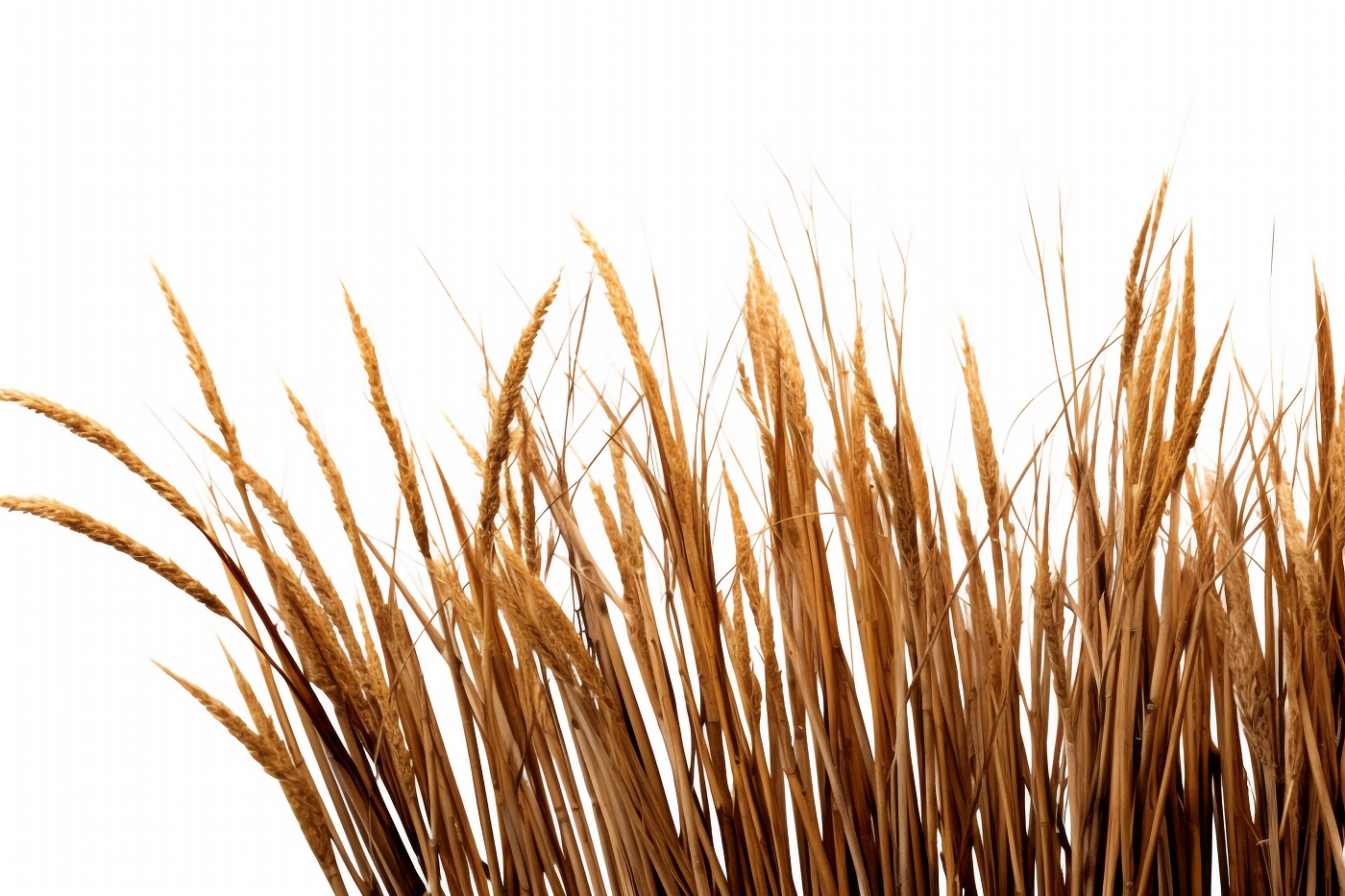 Trzcinnik ostrokwiatowy – dekoracyjna trawa