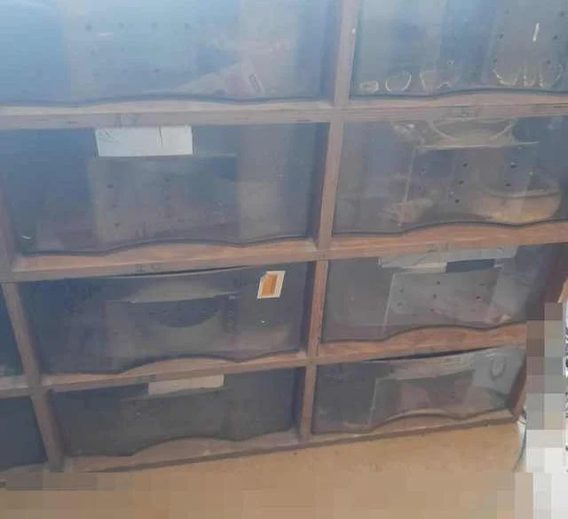 Bytom: 27 pytonów oraz 9 gekonów trzymanych w złych warunkach w mieszkaniu!