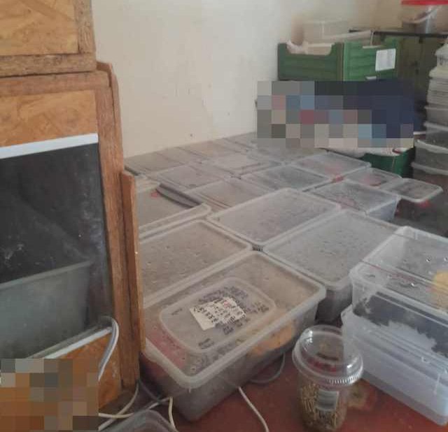 Bytom: 27 pytonów oraz 9 gekonów trzymanych w złych warunkach w mieszkaniu!