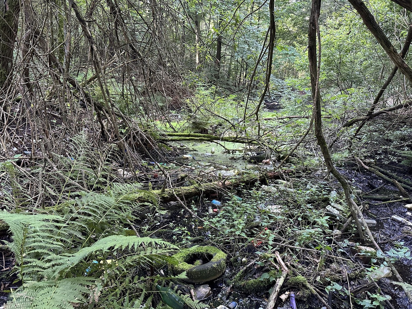 Nadleśnictwo Brynek likwiduje dzikie wysypisko w rezerwacie Segiet 18 września 2023