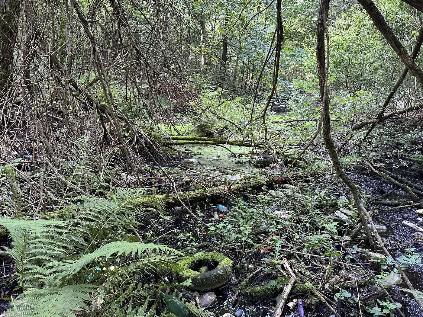 Nadleśnictwo Brynek likwiduje dzikie wysypisko w rezerwacie Segiet 18 września 2023
