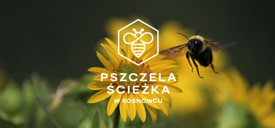 Spacer po Lesie Zagórskim w Sosnowcu. Sprawdź szczegóły!