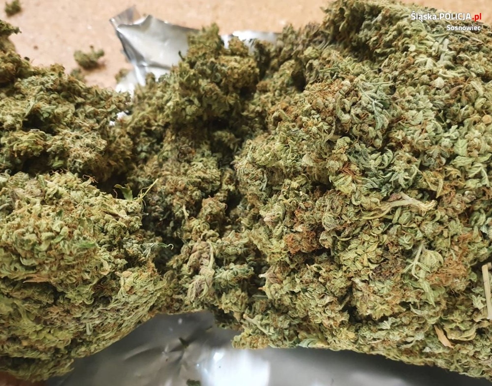 52-latek w Sosnowcu posiadał w mieszkaniu marihuanę. Grozi mu nawet 10 lat więzienia!