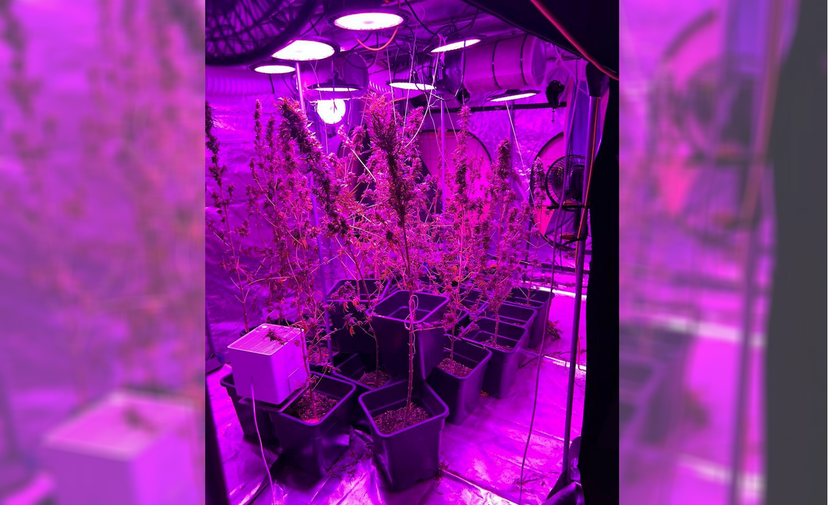 Domowa plantacja konopi indyjskich. Odkrycia dokonała właścicielka mieszkania