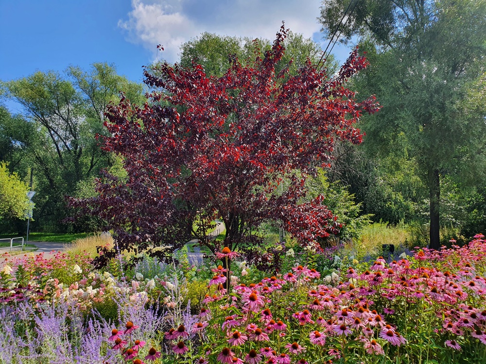 W Katowicach powstaną kolejne zielone przestrzenie