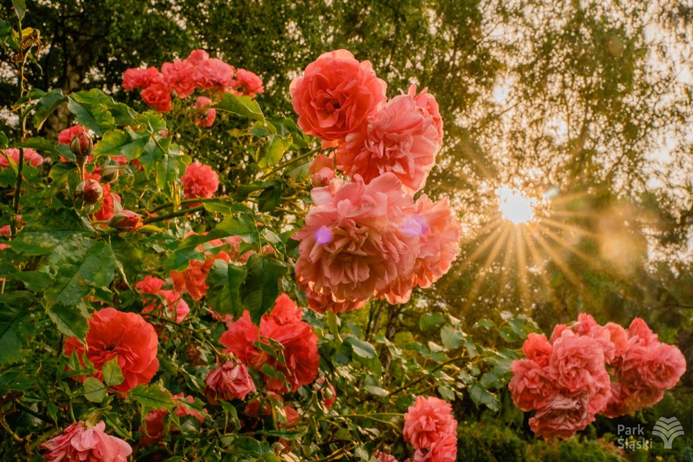 "Zielone działanie: Sadzenie dla przyszłości". Każdy może zasadzić różę w Parku Śląskim
