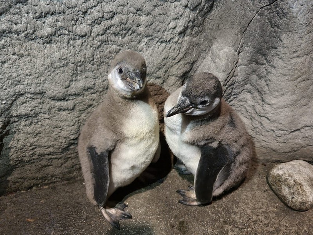 W chorzowskim ZOO wykluły się dwa pingwiny. Zobaczcie te słodkie zwierzaki!