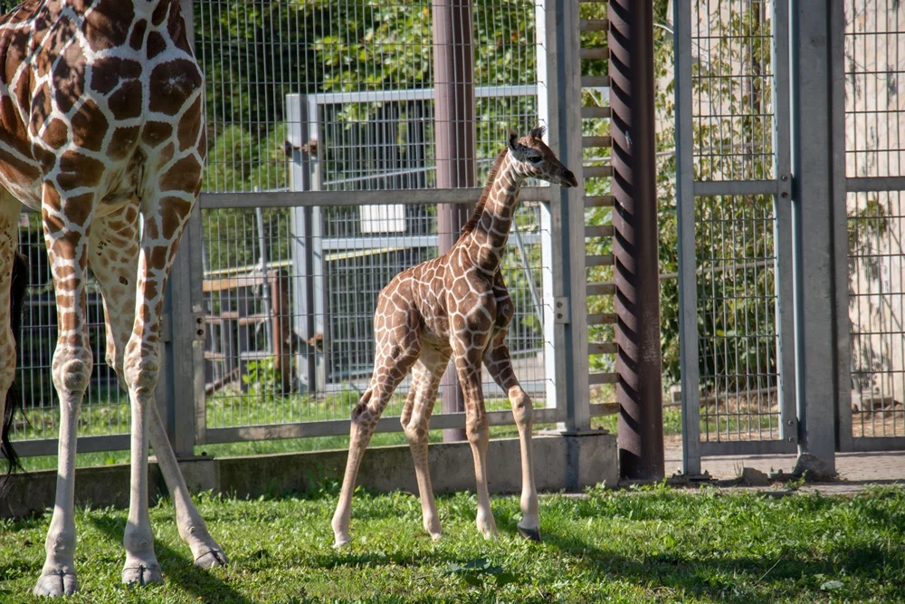 Narodziny żyrafy w chorzowskim ZOO. To dwudziesta żyrafa urodzona w Chorzowie [WIDEO]