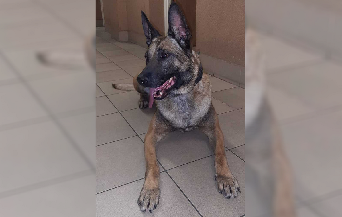 Largo, czyli nowy policyjny pies patrolowo-tropiący w zabrzańskiej komendzie