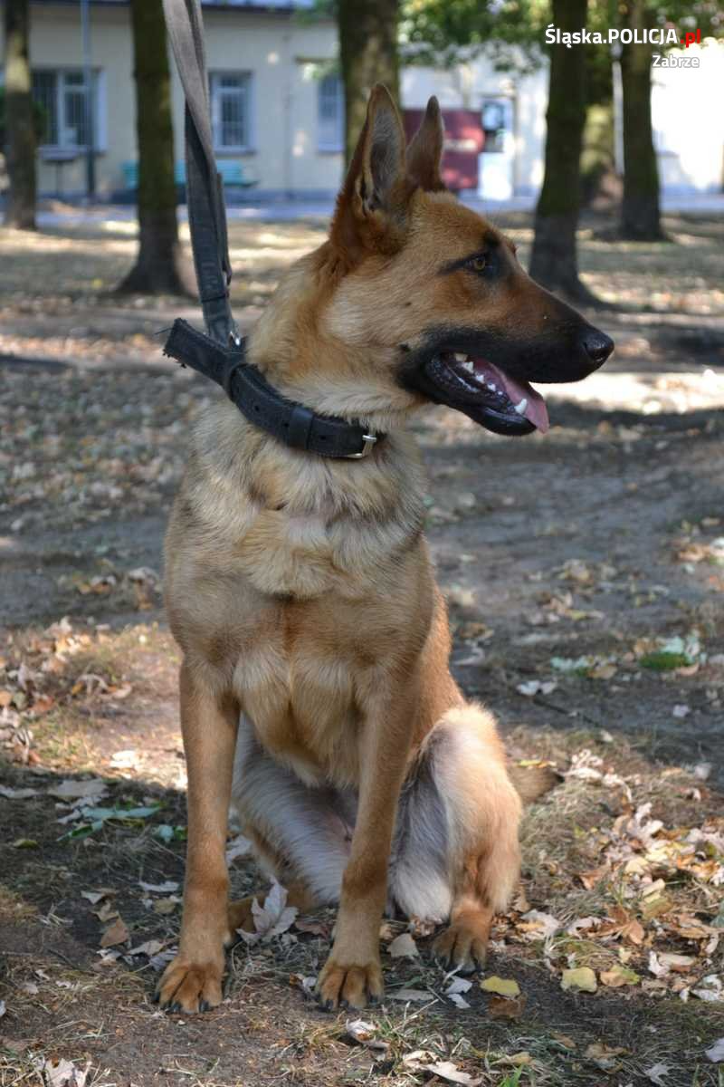 Largo, czyli nowy policyjny pies patrolowo-tropiący w zabrzańskiej komendzie