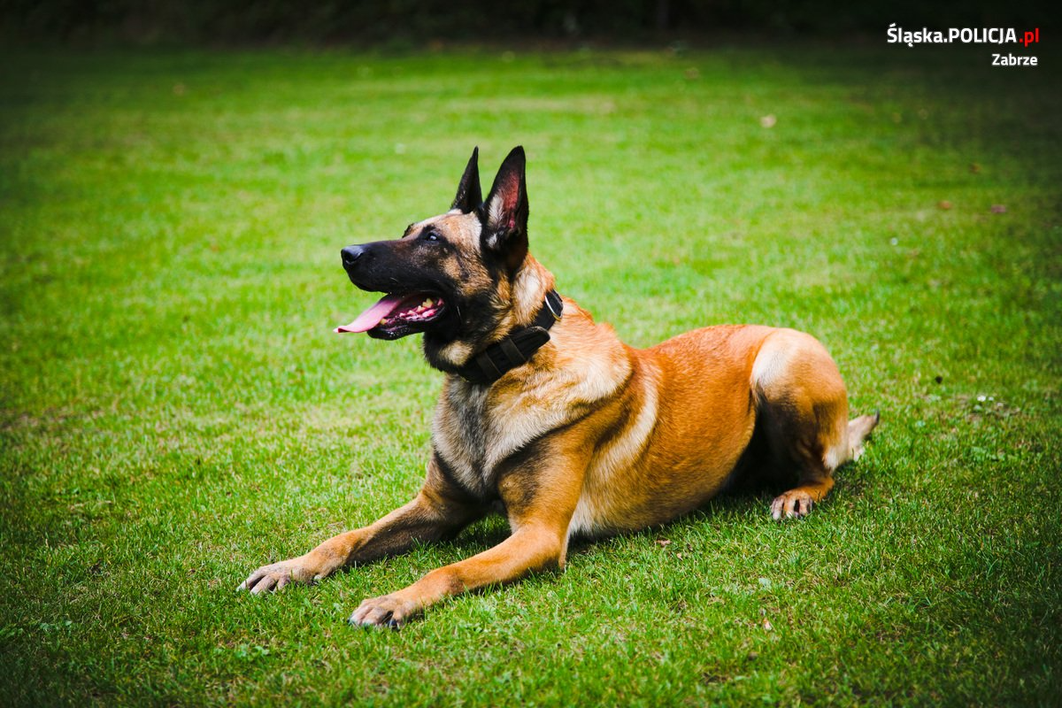 Nowy funkcjonariusz policji. Largo trenuje swoje umiejętności! [FILM]