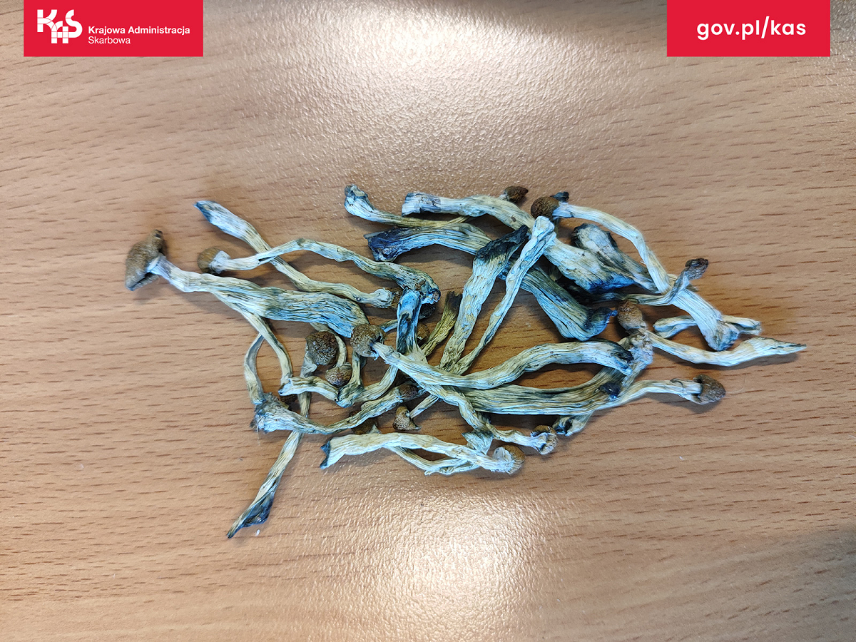 Grzybki i mocny joint w przesyłce z USA. Kontrola przesyłek w zabrzańskiej sortowni