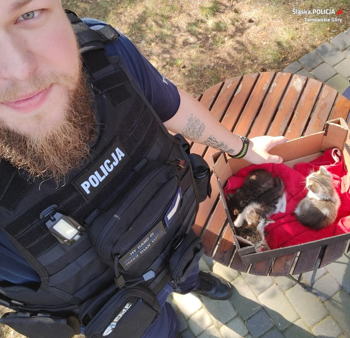 Policjanci z Kalet uratowali małe kotki. Ktoś porzucił je w lesie!