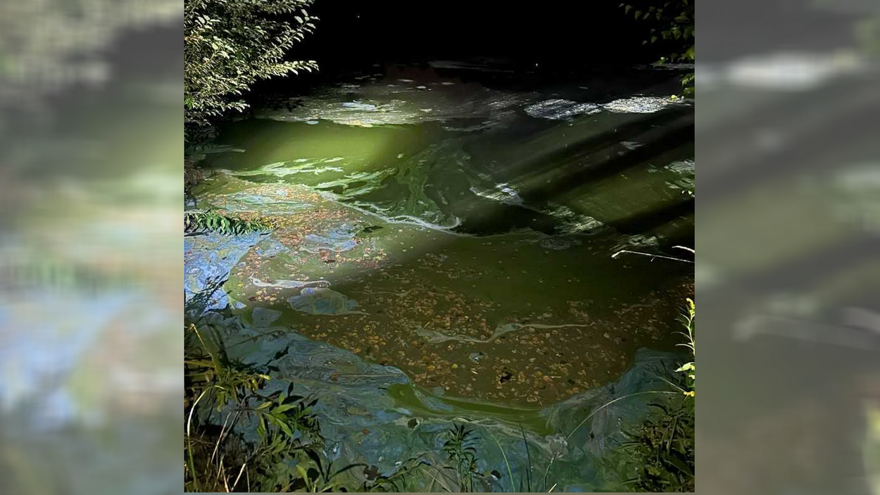 Zakwit glonów czy zanieczyszczenie? Co powodowało uciążliwości na stawie w Kochłowicach?