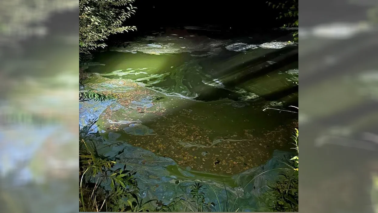 Zakwit glonów czy zanieczyszczenie? Co powodowało uciążliwości na stawie w Kochłowicach?