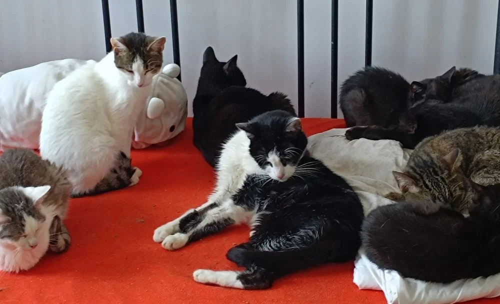 Fundacja ratująca bezdomne koty prosi o pomoc!