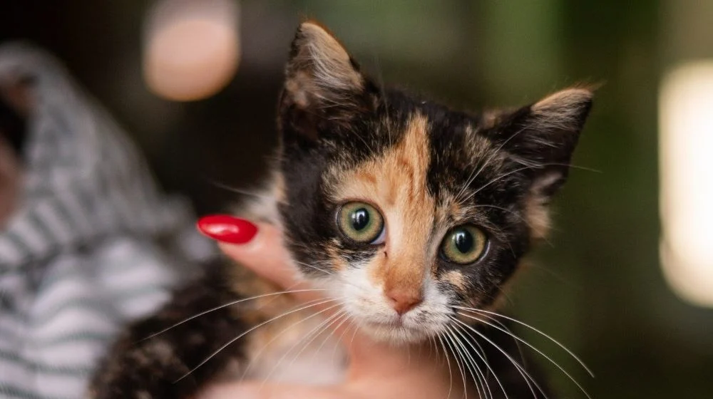 TOZ „Fauna” walczy z panleukopenią!