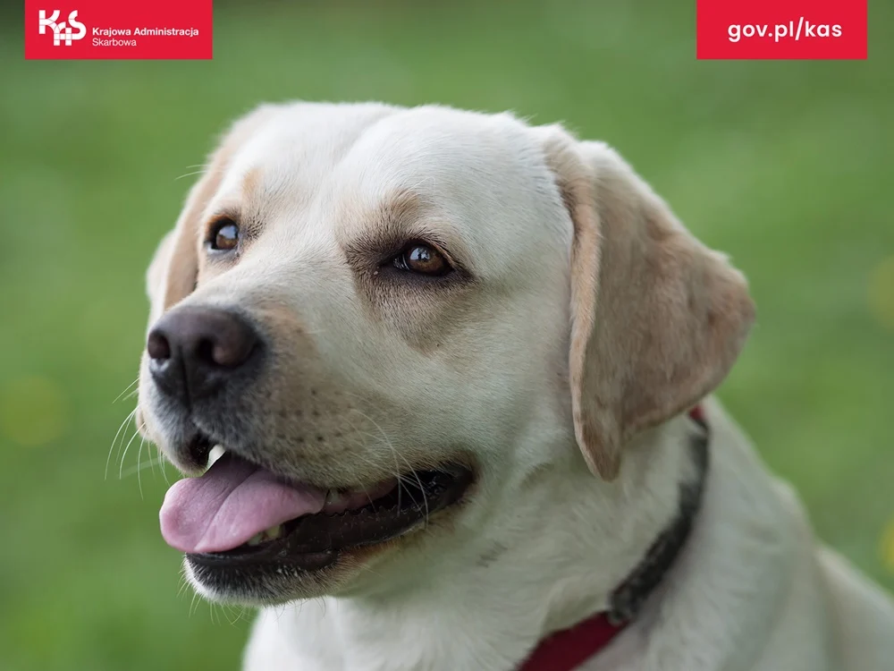 Nielegalne papierosy na targowisku w Mysłowicach. Śląska KAS działała z suczką Sonią