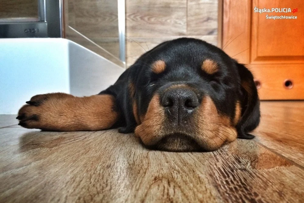 Bierzesz odpowiedzialność za swojego psa. Sprawdź, jakie są przepisy!