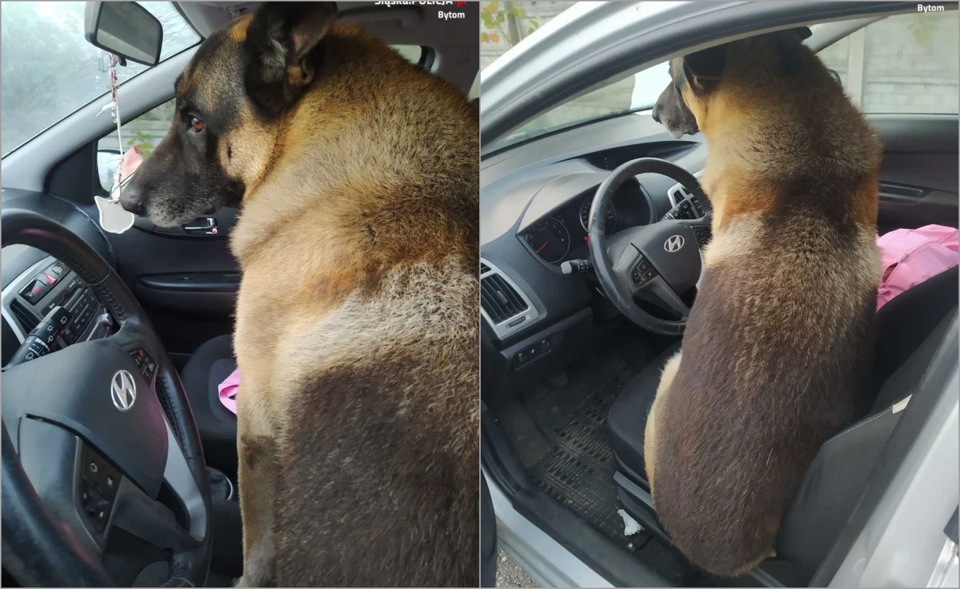 Policjantka z Bytomia ocaliła psa [FOTO]