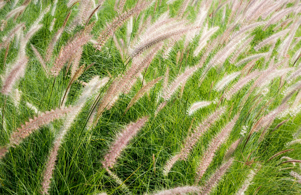 Najpiękniejsze trawy ozdobne na taras i do ogrodu