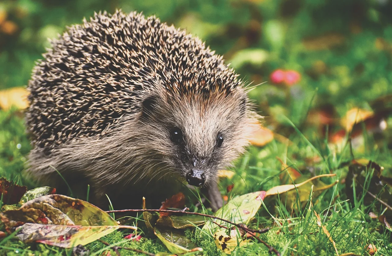 Dzień Jeża w Śląskim Ogrodzie Botanicznym