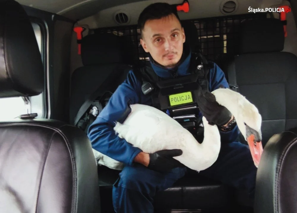 Po autostradzie A4 chodził łabędź. Katowiccy policjanci uratowali zwierzę