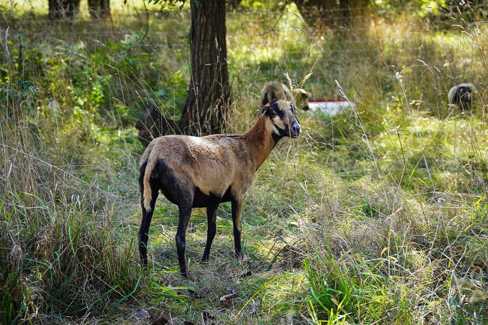 Owce zamiast kosiarek w Katowicach. Zakład Zieleni Miejskiej testuje nowe metody
