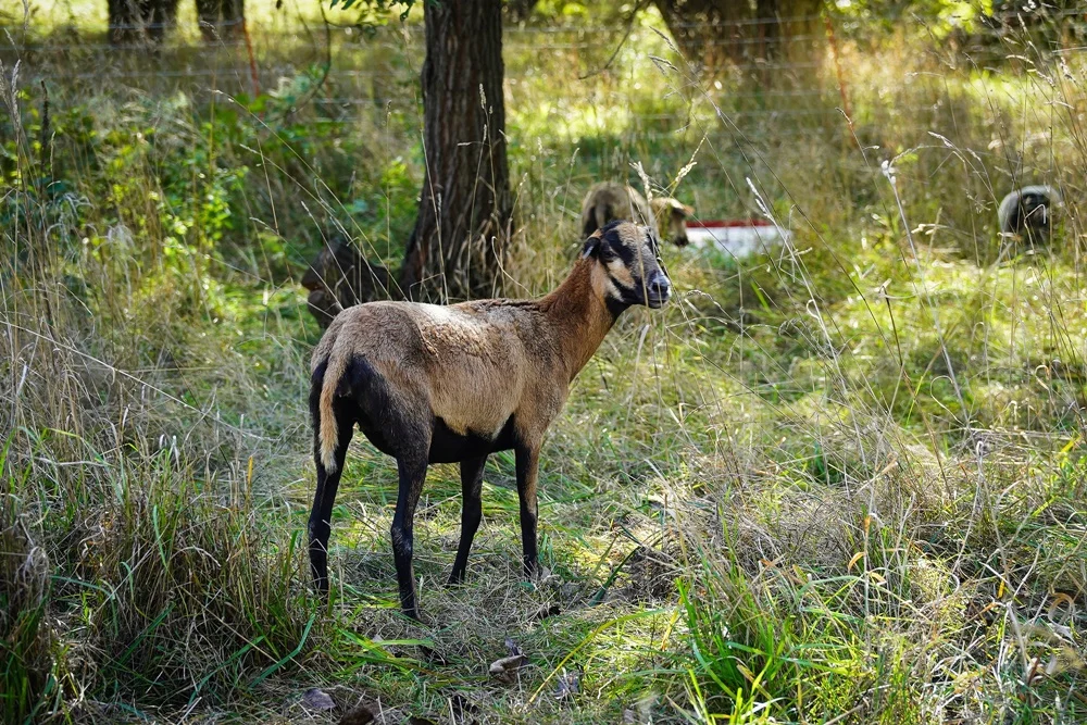 Owce zamiast kosiarek w Katowicach. Zakład Zieleni Miejskiej testuje nowe metody
