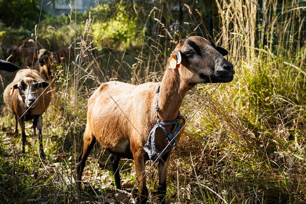 Owce zamiast kosiarek w Katowicach. Zakład Zieleni Miejskiej testuje nowe metody