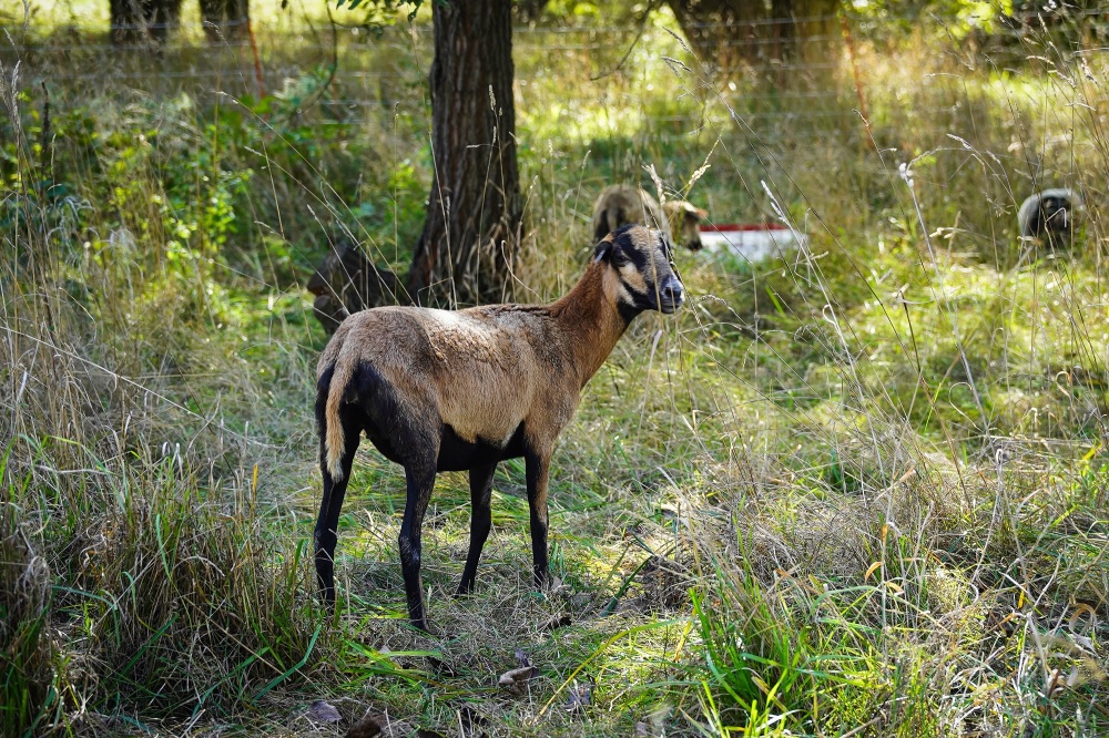 Katowickie owce zakończyły okres próbny. Nadal będą zajmowały się utrzymaniem zieleni