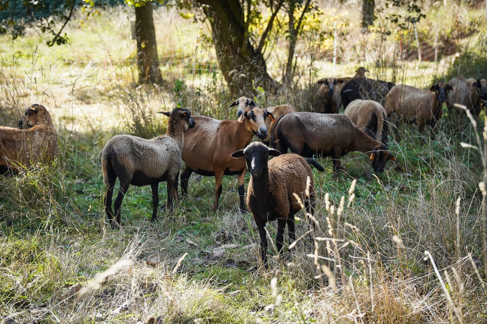 Katowickie owce zakończyły okres próbny. Nadal będą zajmowały się utrzymaniem zieleni