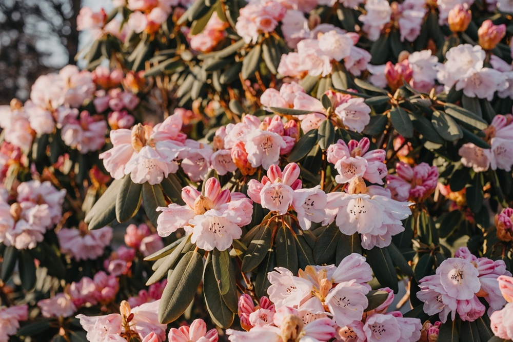 Rododendron – uprawa, sadzenie i pielęgnacja tej pięknej rośliny