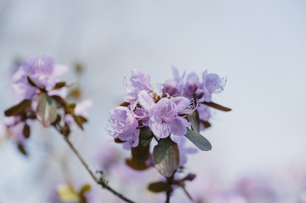 Rododendron – uprawa, sadzenie i pielęgnacja tej pięknej rośliny