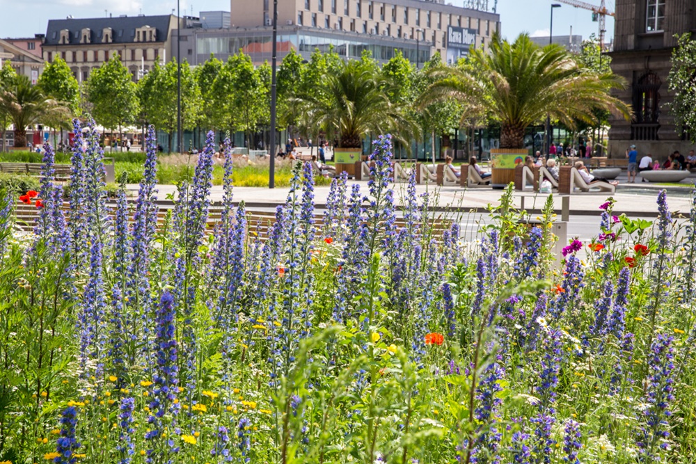 Katowice: Milion złotych na kolejne przetargi z Zielonego Budżetu