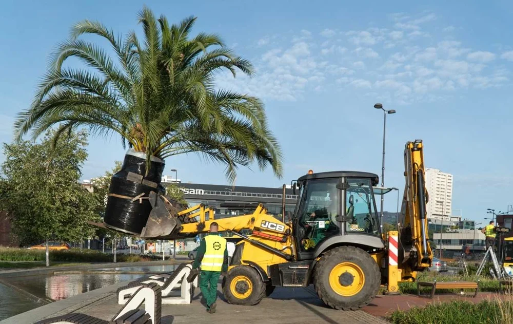 Palmy zniknęły z katowickiego Rynku. Rośliny trafiły do hali Katowickich Wodociągów