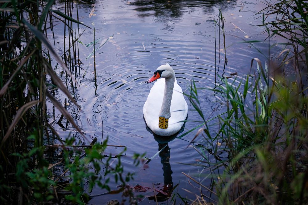 Akcja ratowania łabędzia w Żabich Dołach. Co było powodem pogorszenia jego stanu zdrowia?