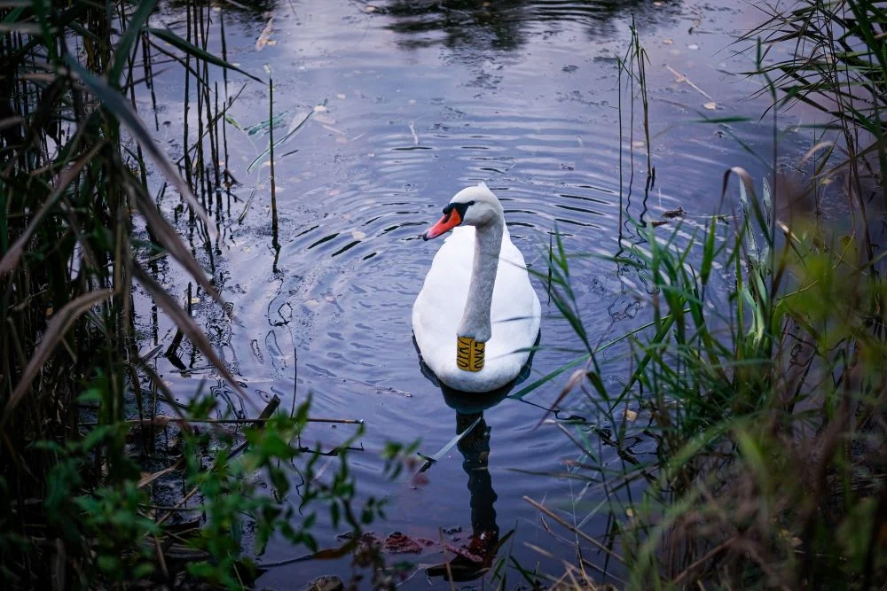 Akcja ratowania łabędzia w Żabich Dołach. Co było powodem pogorszenia jego stanu zdrowia?