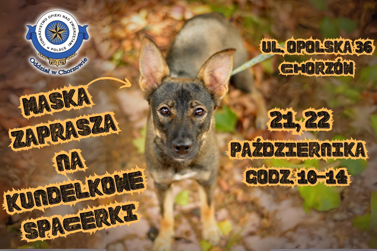 Kundelkowe Spacerki i zbiórka darów już w ten weekend! Wesprzyj podopiecznych schroniska