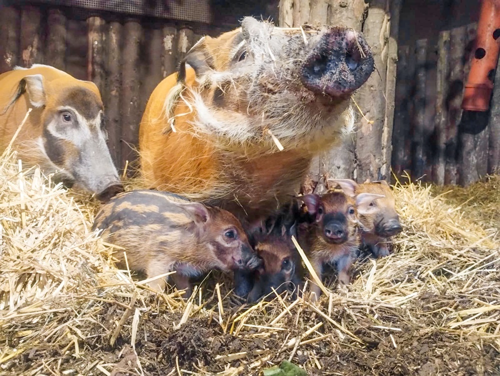 Narodziny świń rzecznych w chorzowskim ZOO. Na świat przyszło 5 uroczych warchlaczków