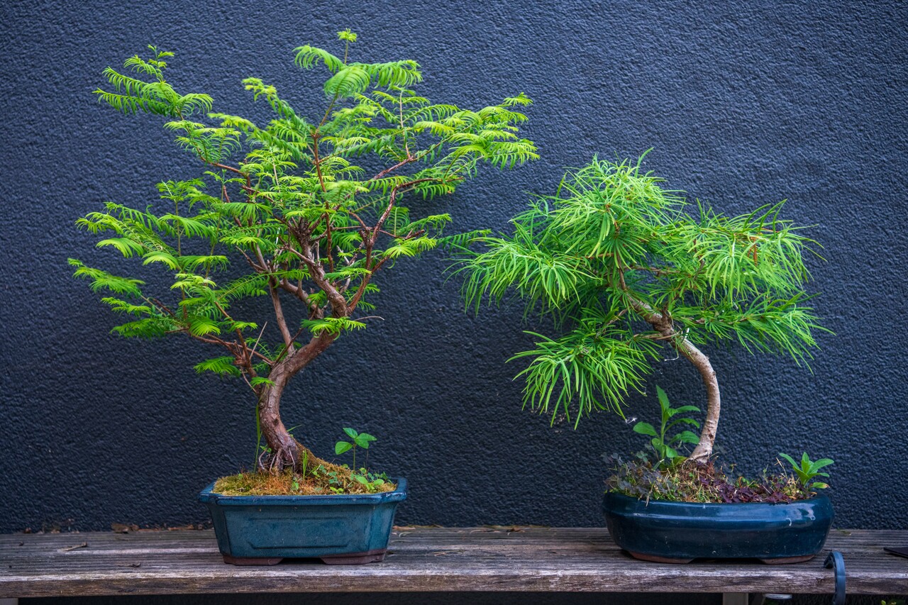Bonsai – pielęgnacja miniaturowego drzewka szczęścia