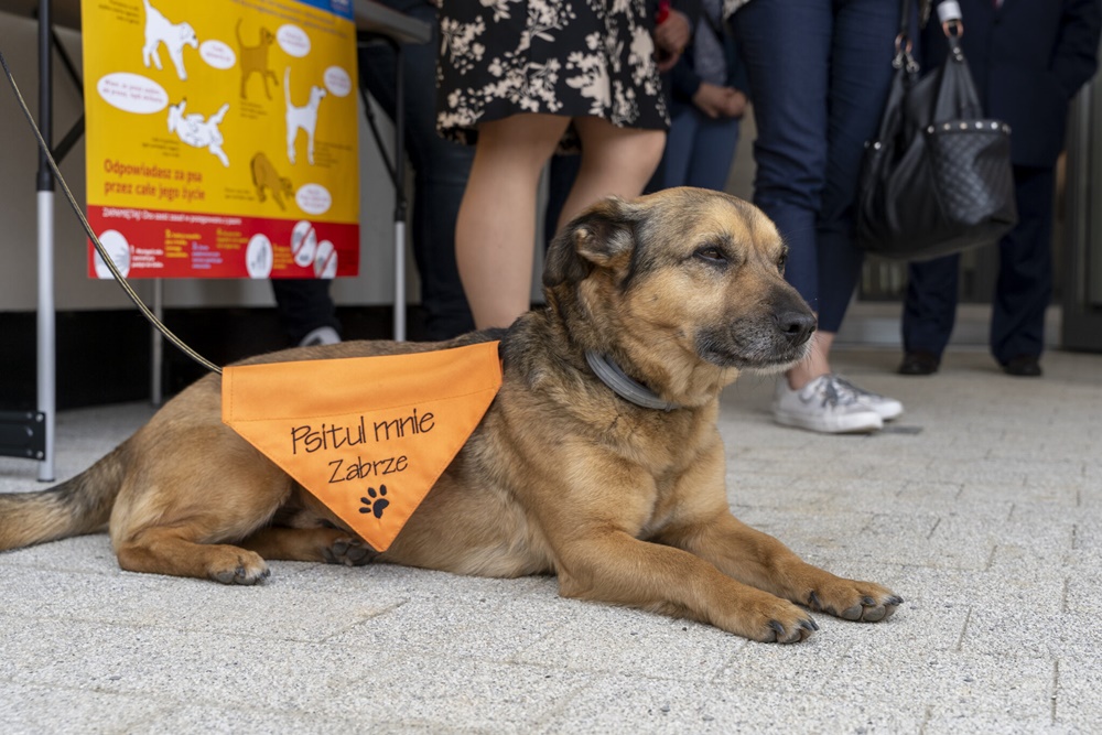 Nie kupuj – zaadoptuj! Zostań wolontariuszem w Psitulmnie
