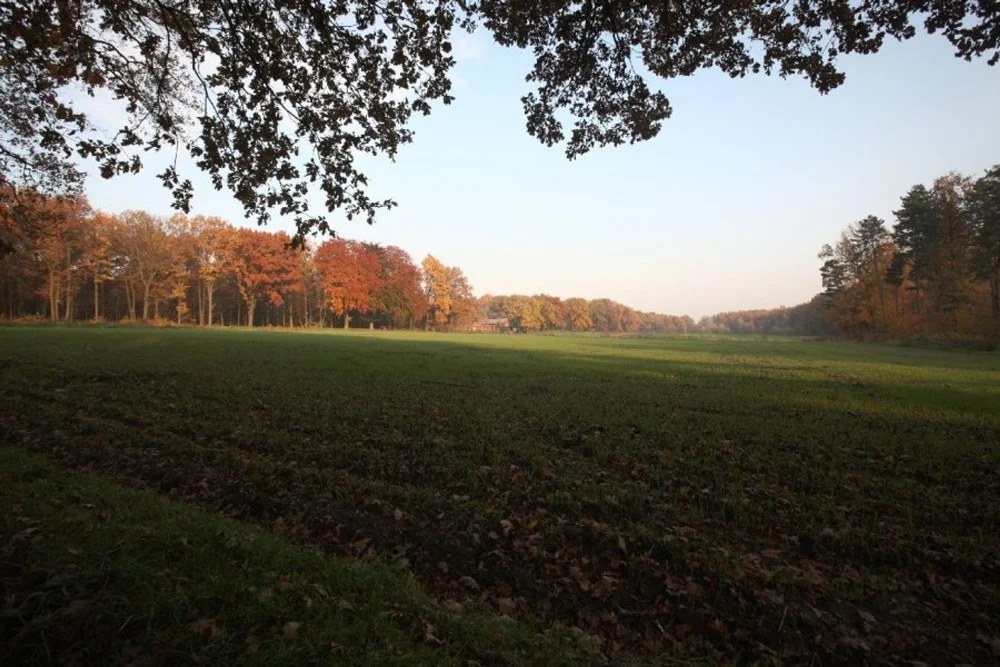Wybierz się na jesienny spacer po Miechowickiej Ostoi Leśnej w Bytomiu